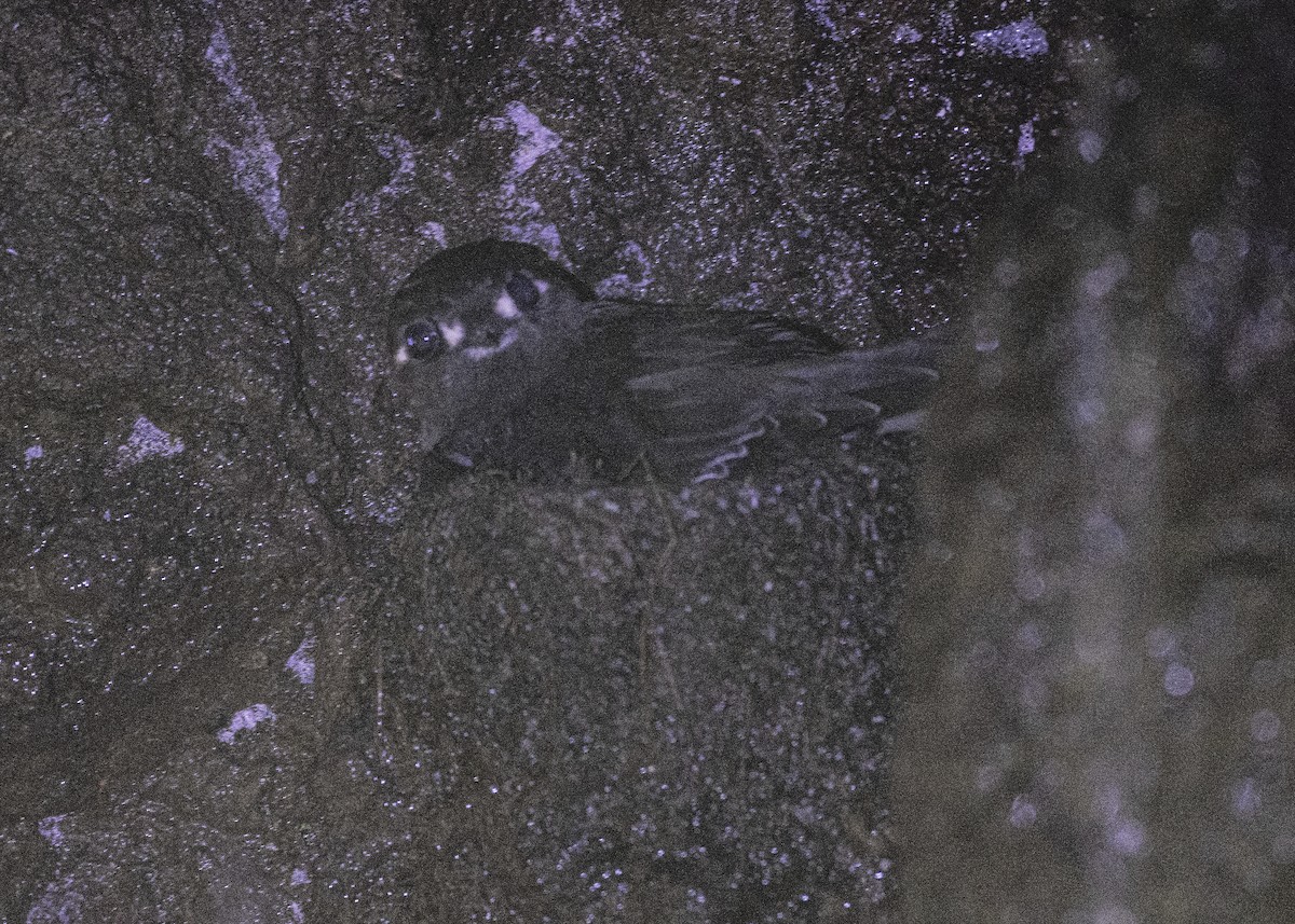Spot-fronted Swift - ML259976181