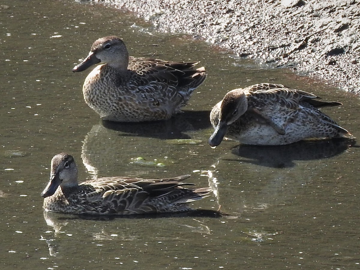 Blue-winged Teal - ML259977781