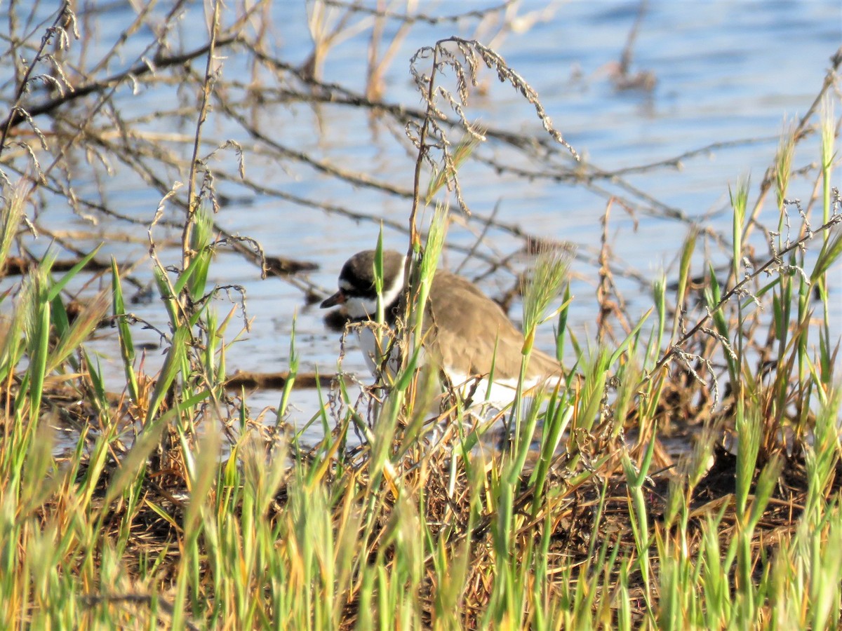 Semipalmated Plover - Becky Turley