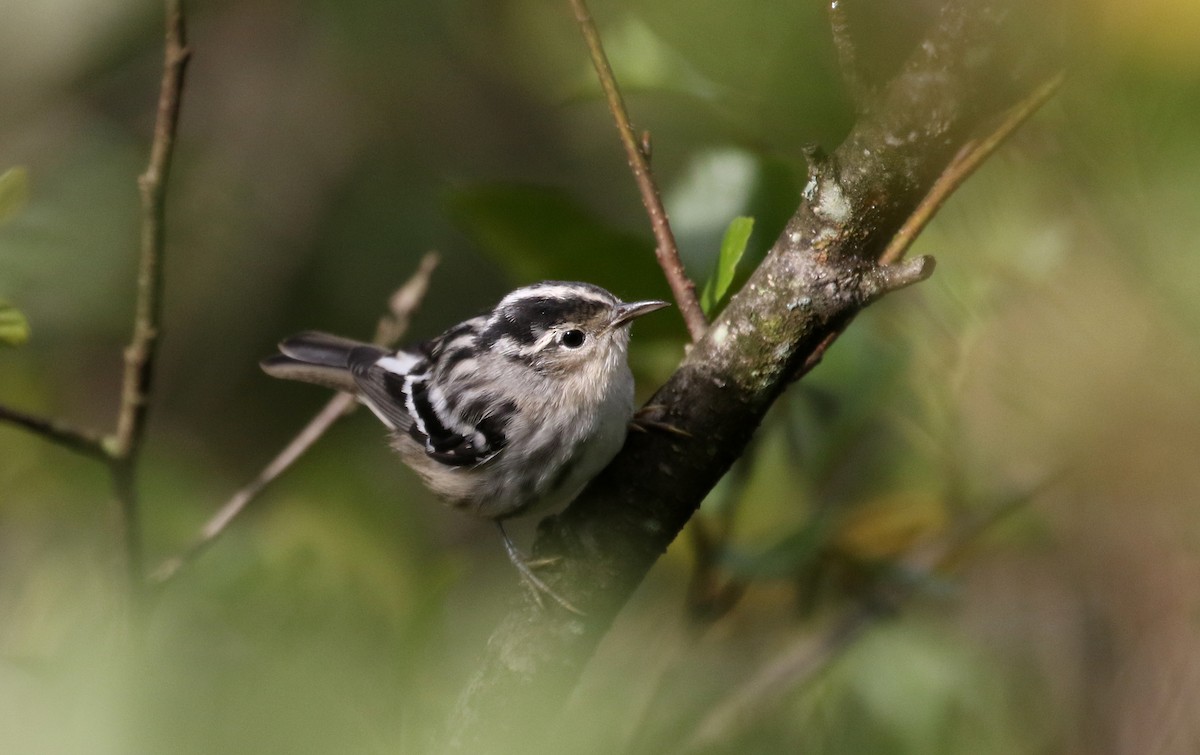 Black-and-white Warbler - ML259980301