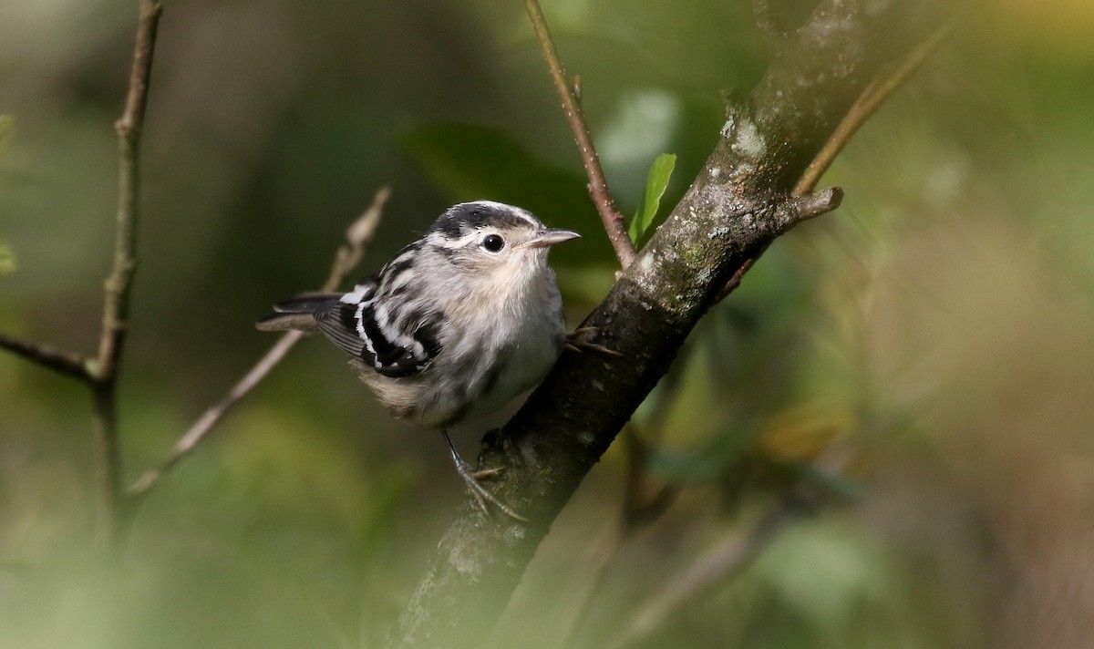 Black-and-white Warbler - ML259980311