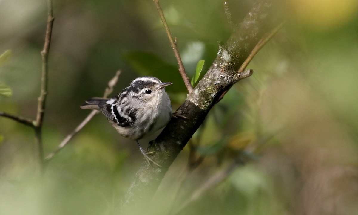 Black-and-white Warbler - ML259980321