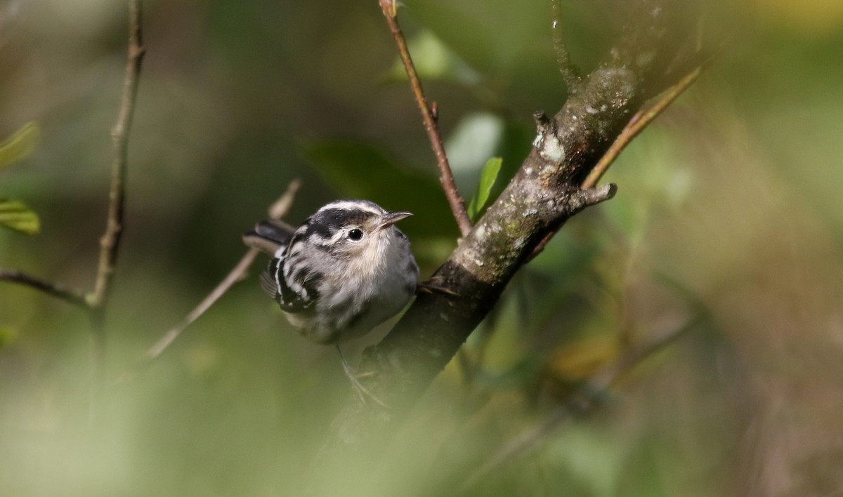 Black-and-white Warbler - ML259980341
