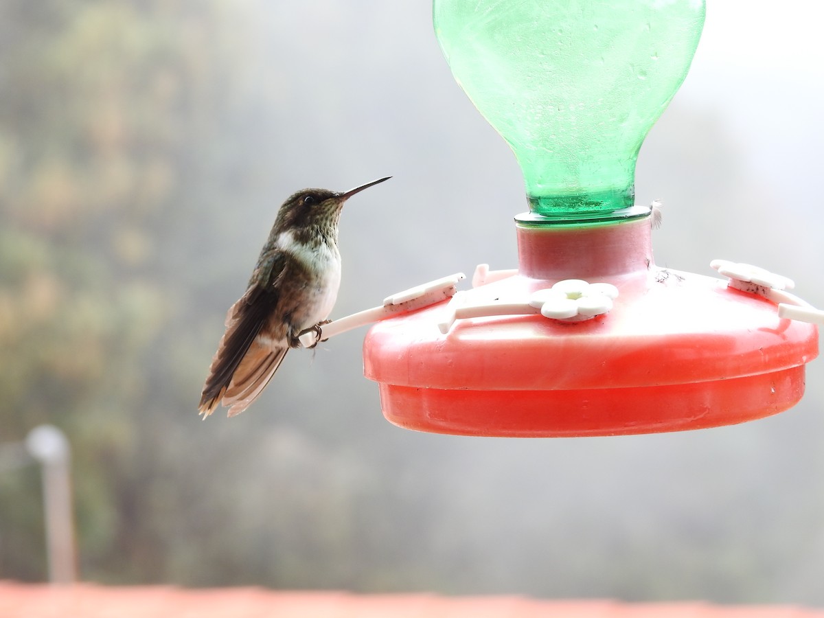 Rufous-tailed Hummingbird - Judith Ellyson