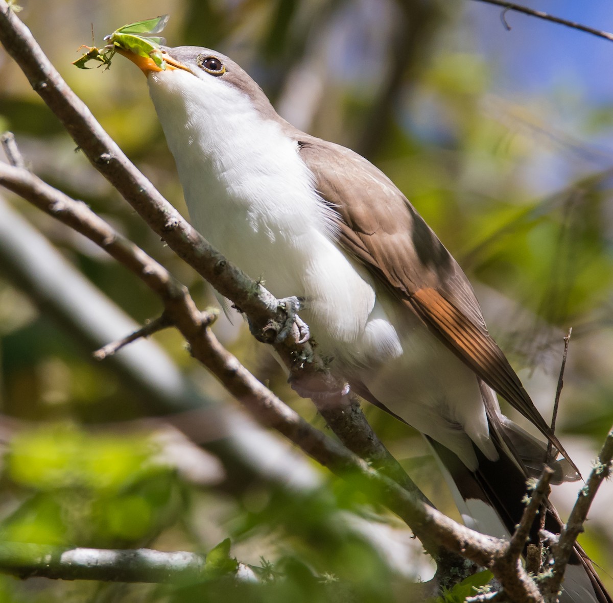 Yellow-billed Cuckoo - Patsy Russo