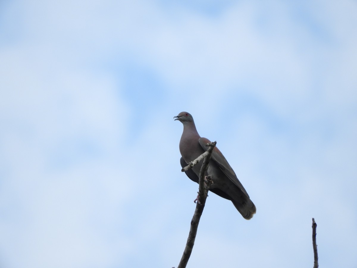 Pale-vented Pigeon - David Rankin