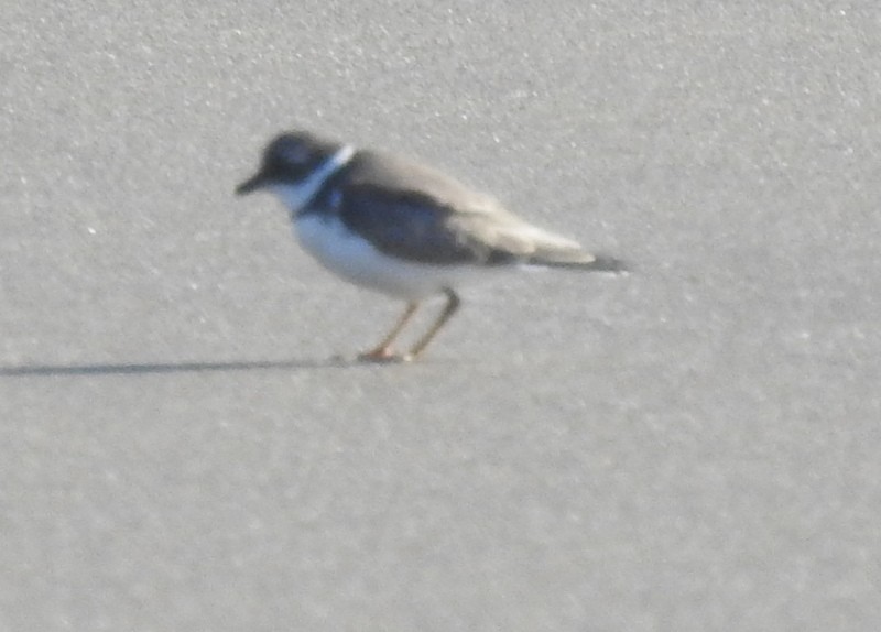 Semipalmated Plover - ML260003281