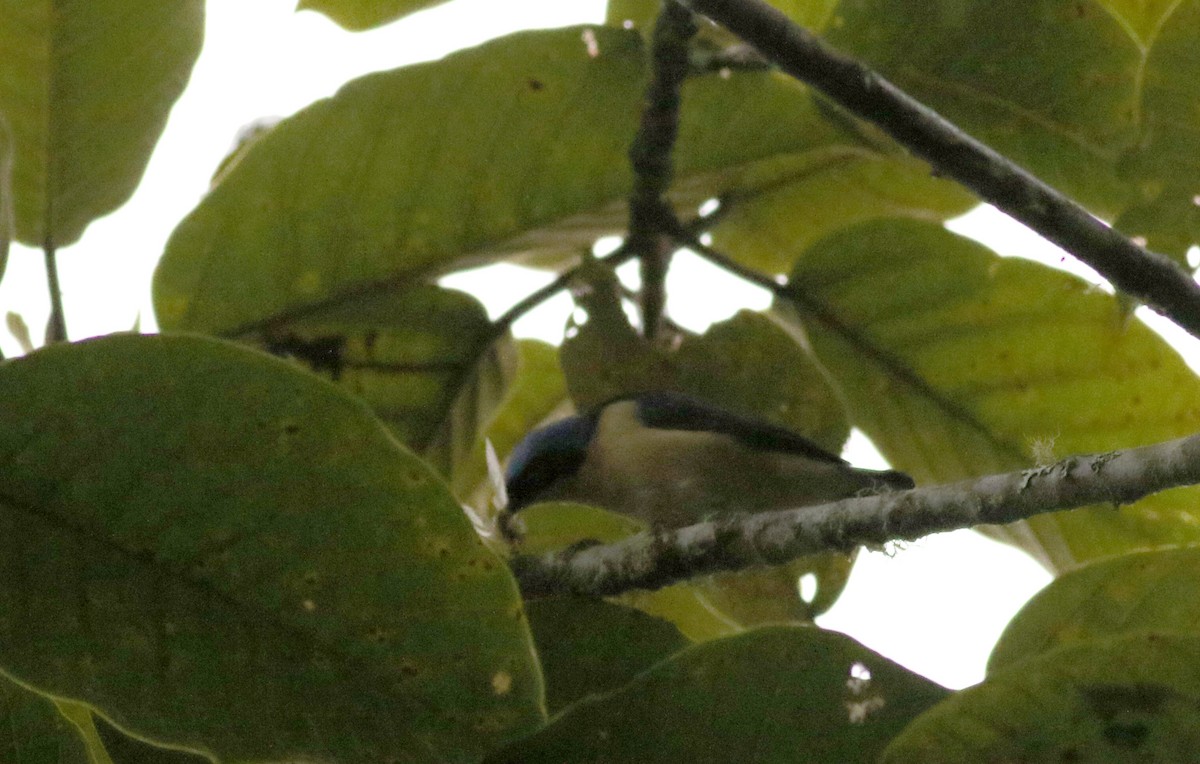 Fawn-breasted Tanager - ML26000911