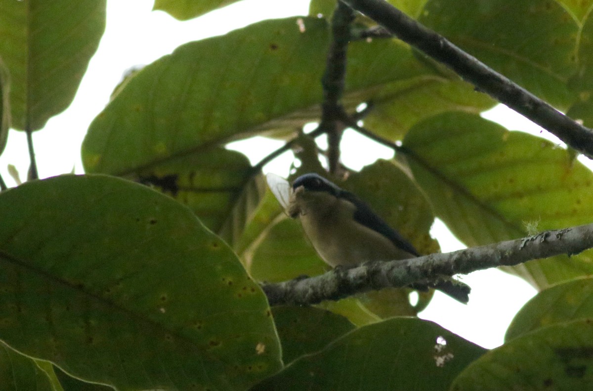 Fawn-breasted Tanager - ML26000991