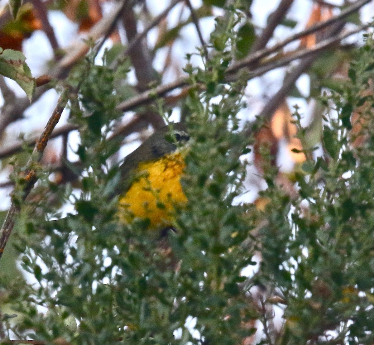 Yellow-breasted Chat - ML260011221