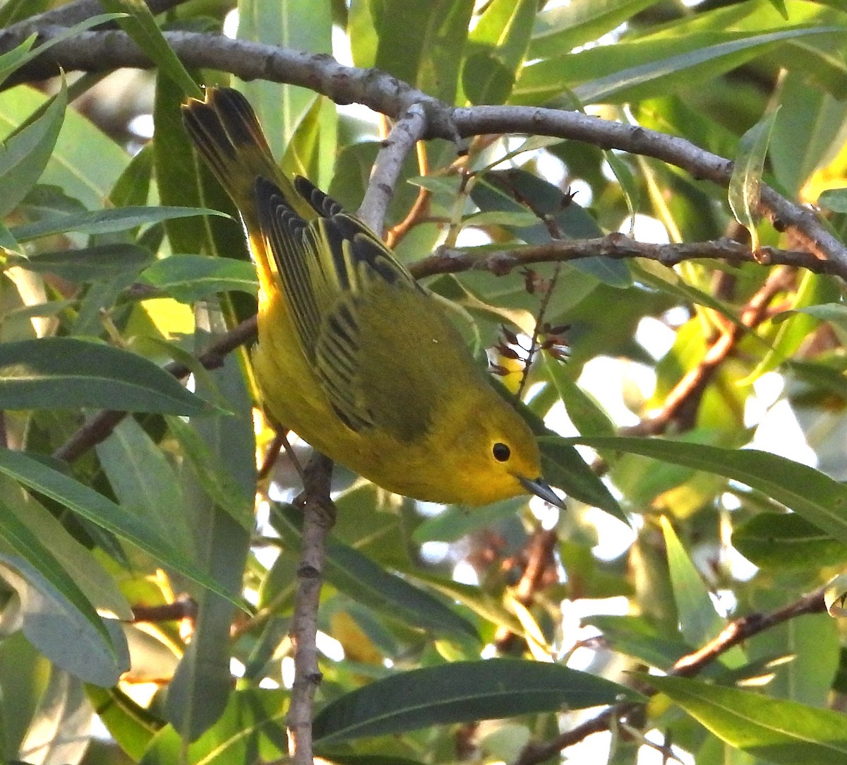 Yellow Warbler - Pair of Wing-Nuts