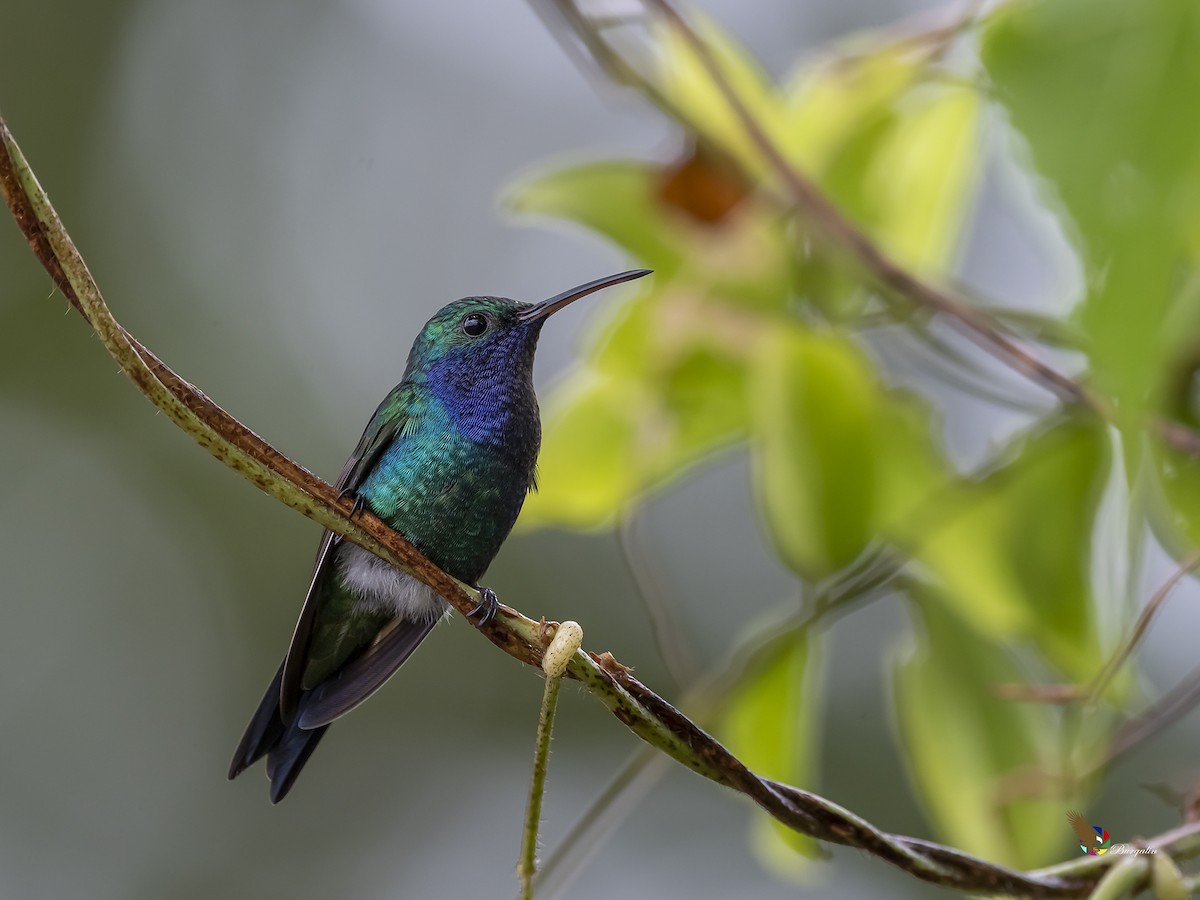 Sapphire-throated Hummingbird - fernando Burgalin Sequeria