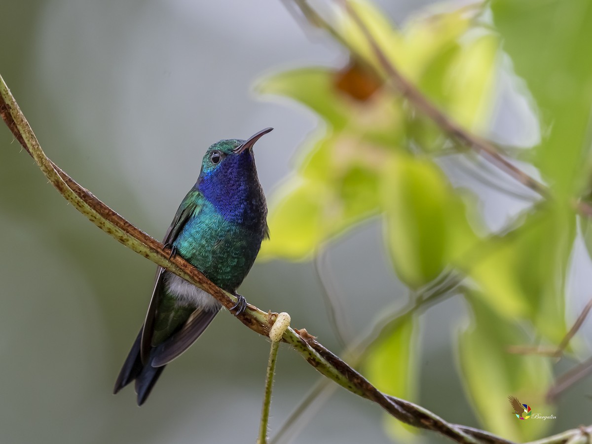 Sapphire-throated Hummingbird - fernando Burgalin Sequeria