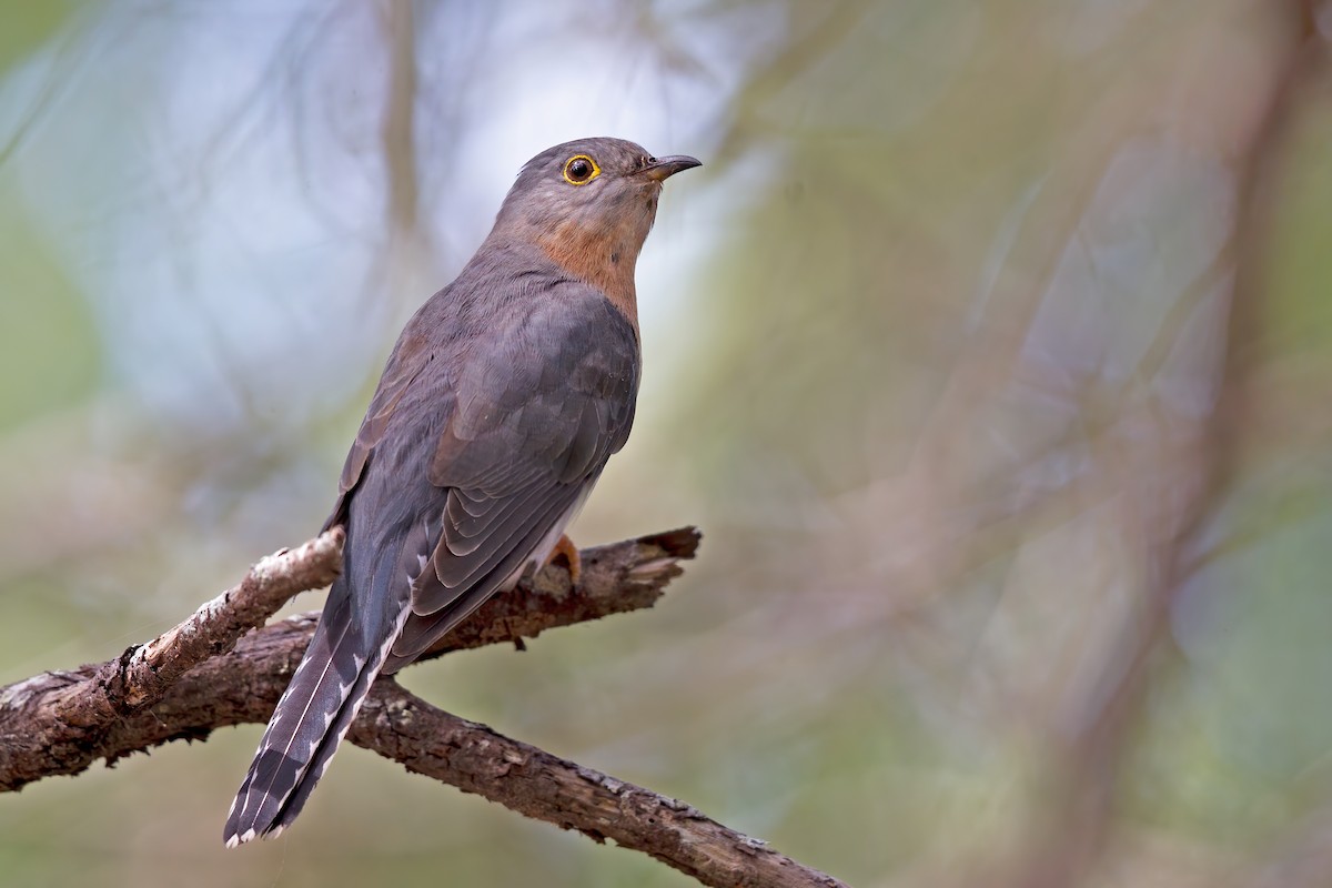 Fan-tailed Cuckoo - Mat Gilfedder
