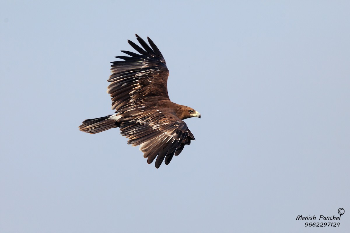 Greater Spotted Eagle - ML260025101