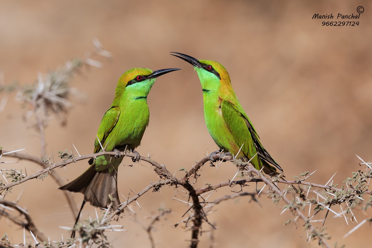 Asian Green Bee-eater - ML260025111