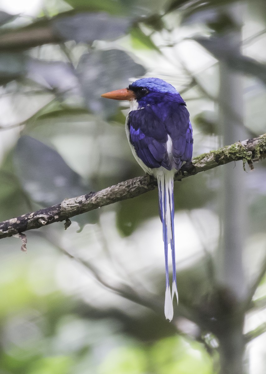 Common Paradise-Kingfisher - Sayam U. Chowdhury