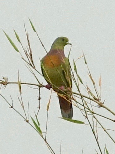 Orange-breasted Green-Pigeon - ML260031291