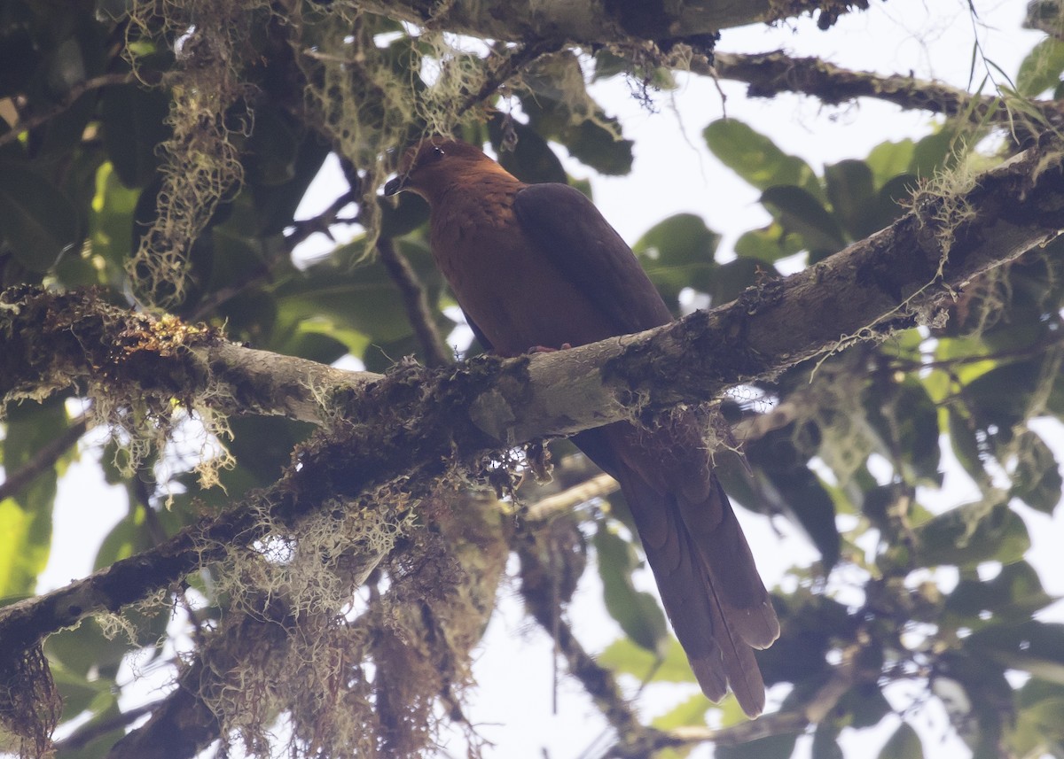 Black-billed Cuckoo-Dove - Sayam U. Chowdhury