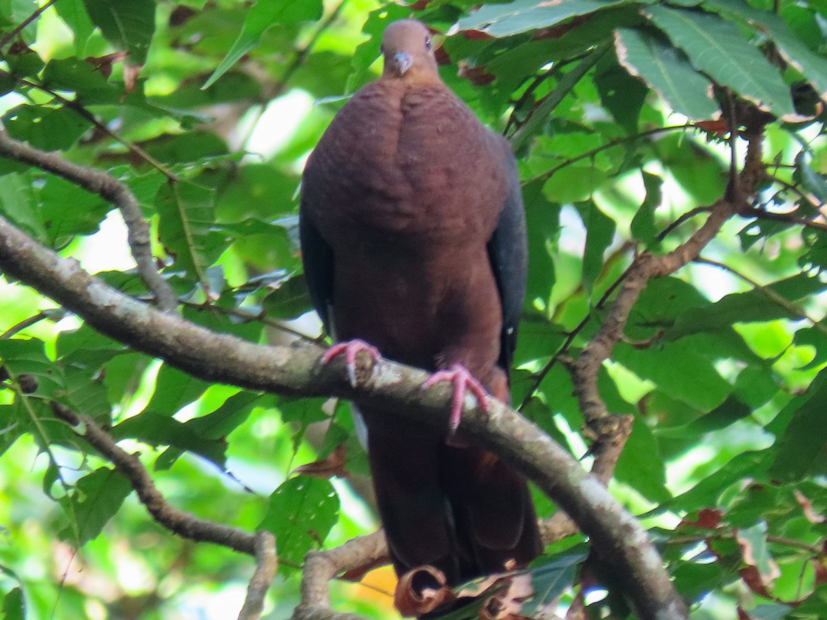 Philippine Cuckoo-Dove - ML260035081