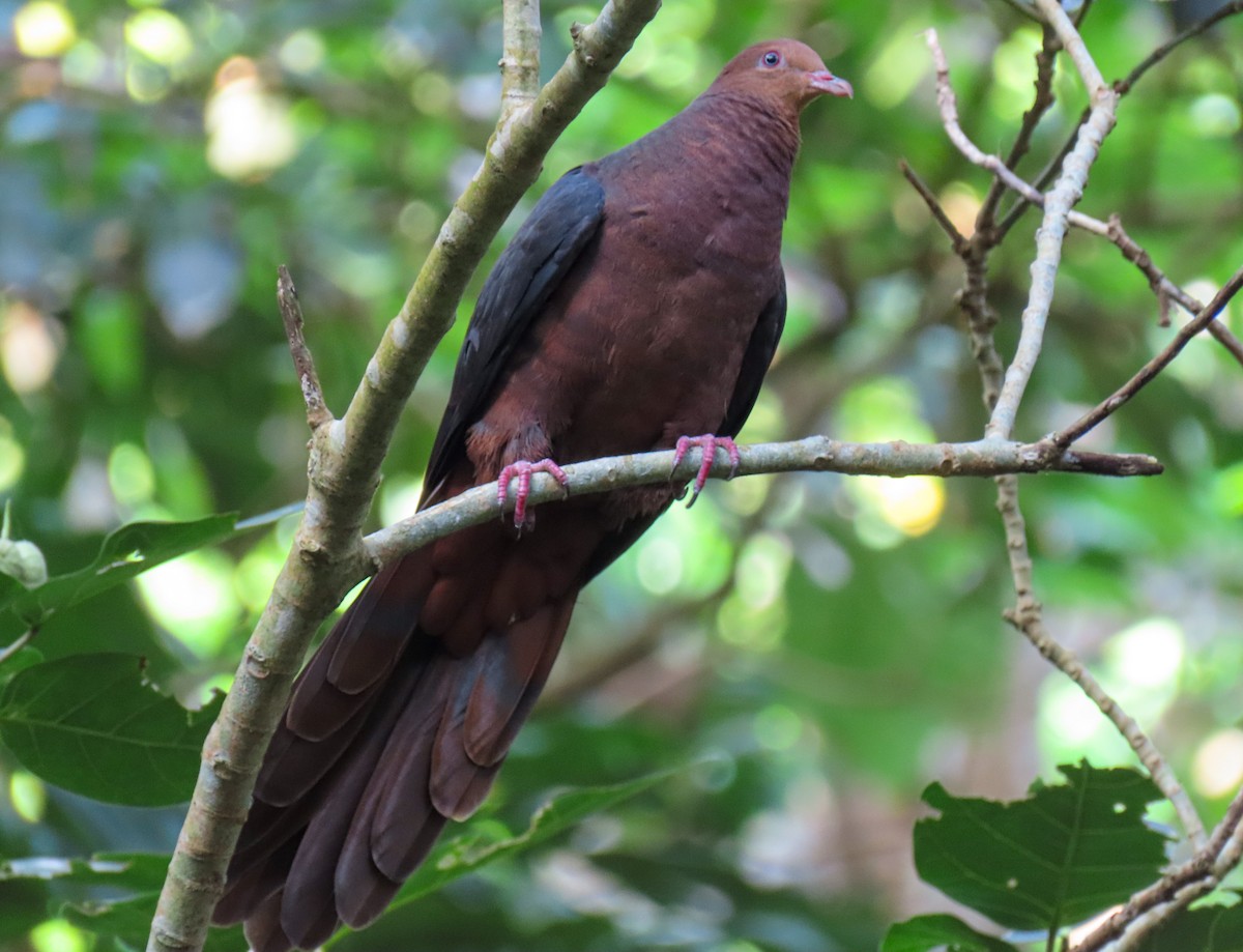 Philippine Cuckoo-Dove - ML260035091
