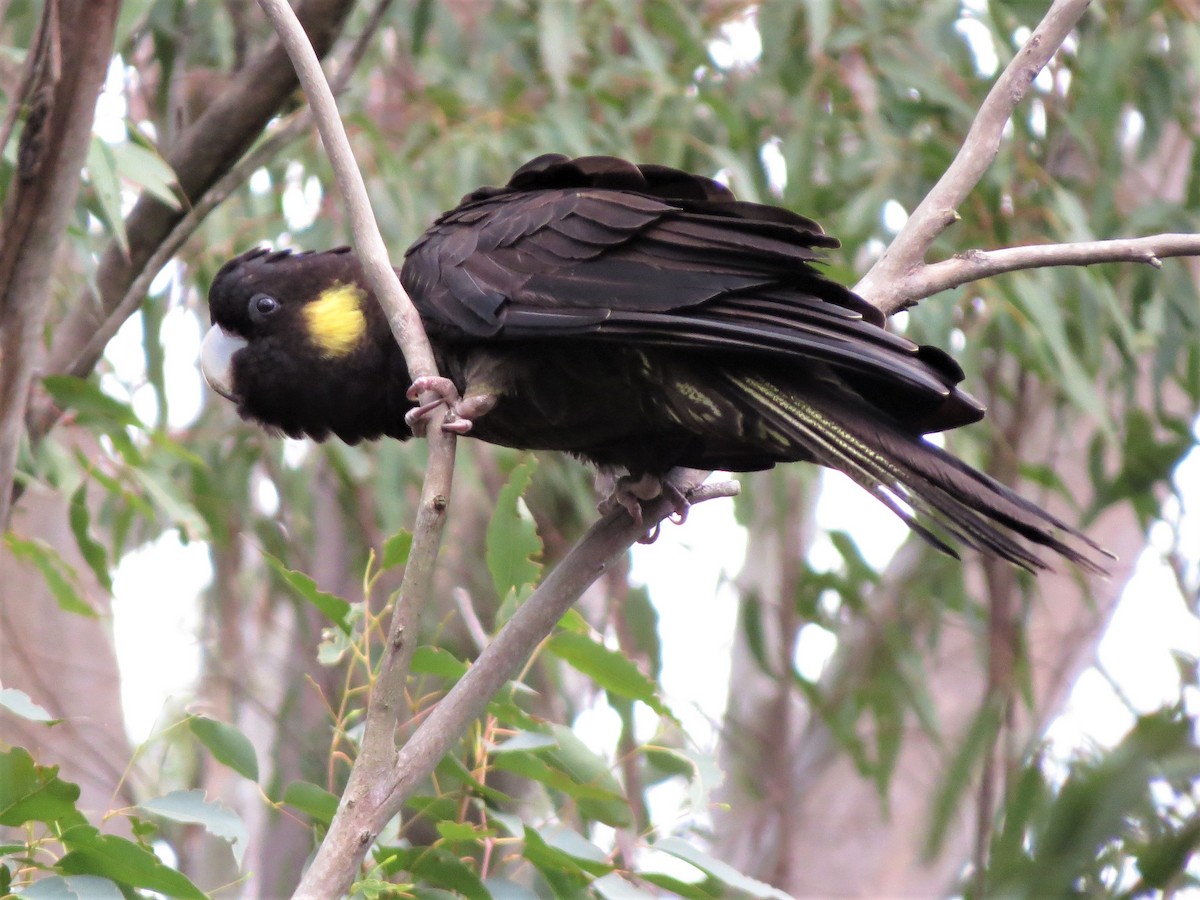 Yellow-tailed Black-Cockatoo - ML260035971