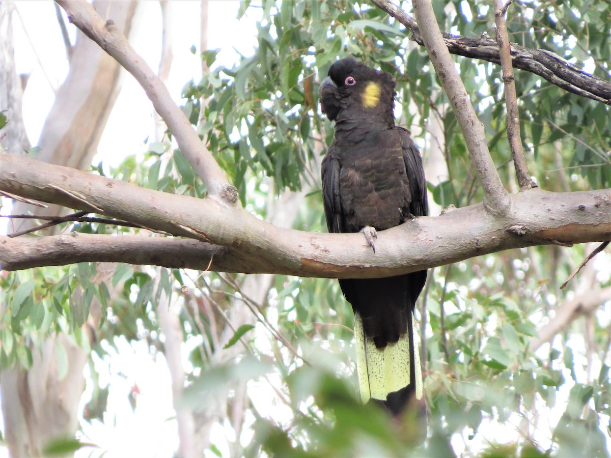 Yellow-tailed Black-Cockatoo - ML260036051