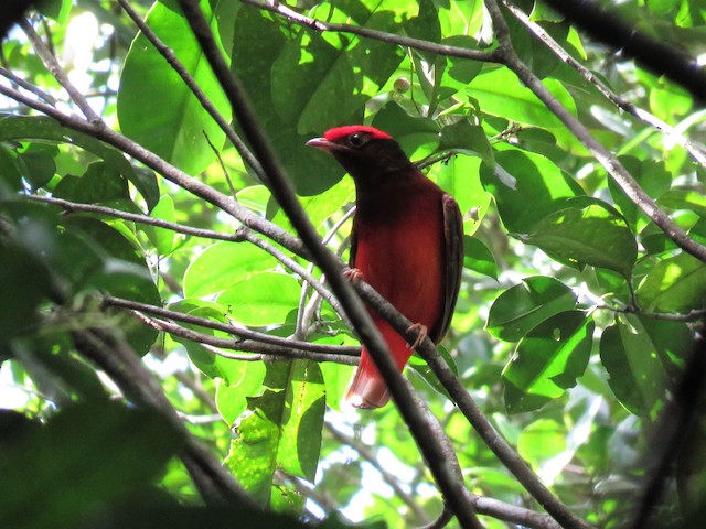 Guianan Red Cotinga Ebird