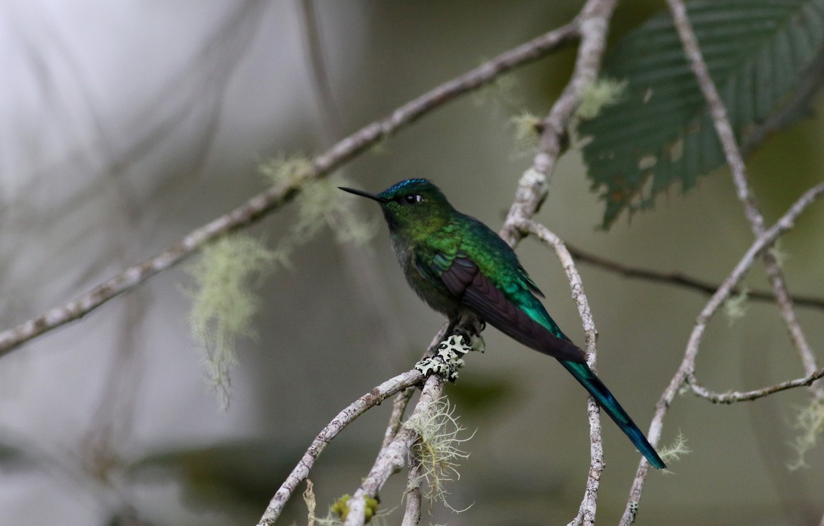 Long-tailed Sylph - ML26003791