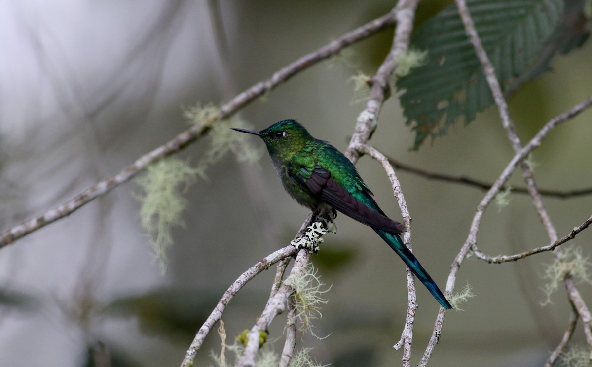 Long-tailed Sylph - ML26003801