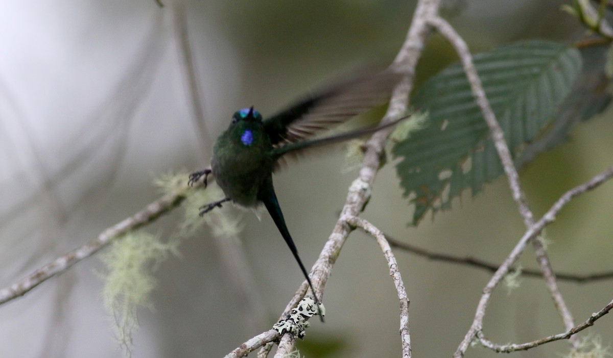Long-tailed Sylph - ML26003811