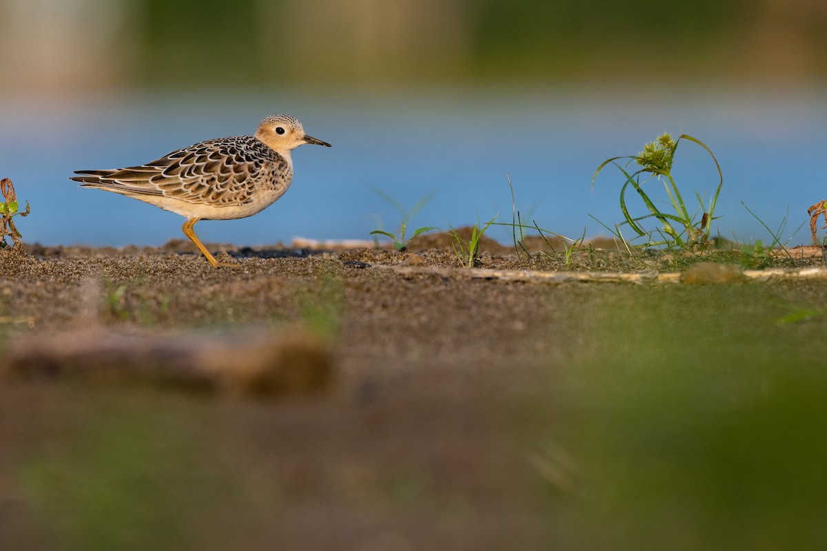 Buff-breasted Sandpiper - Kyle Tansley