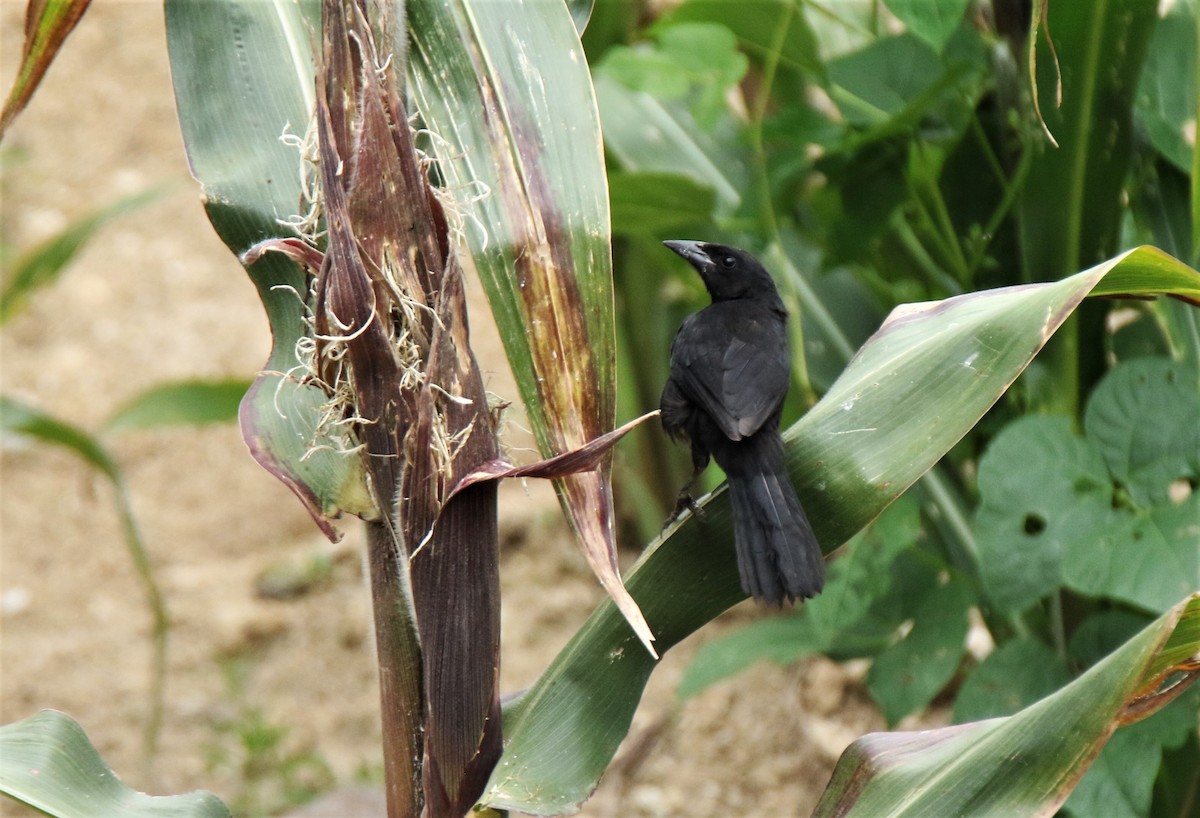 Melodious Blackbird - Josue  de León Lux (Birding Guide) josuedeleonlux@gmail.com +502 3068 8988
