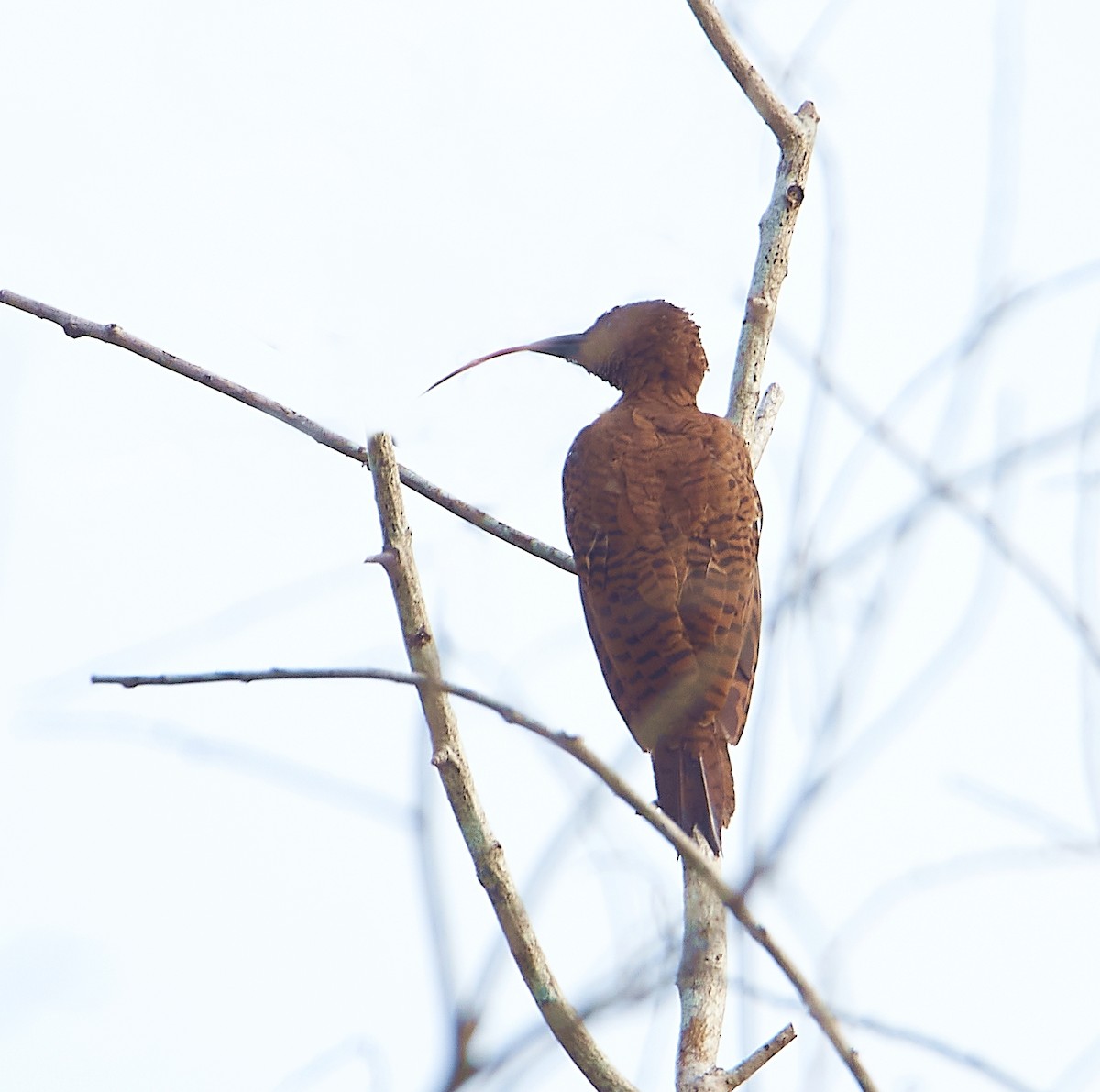 Rufous Woodpecker - ML260043681