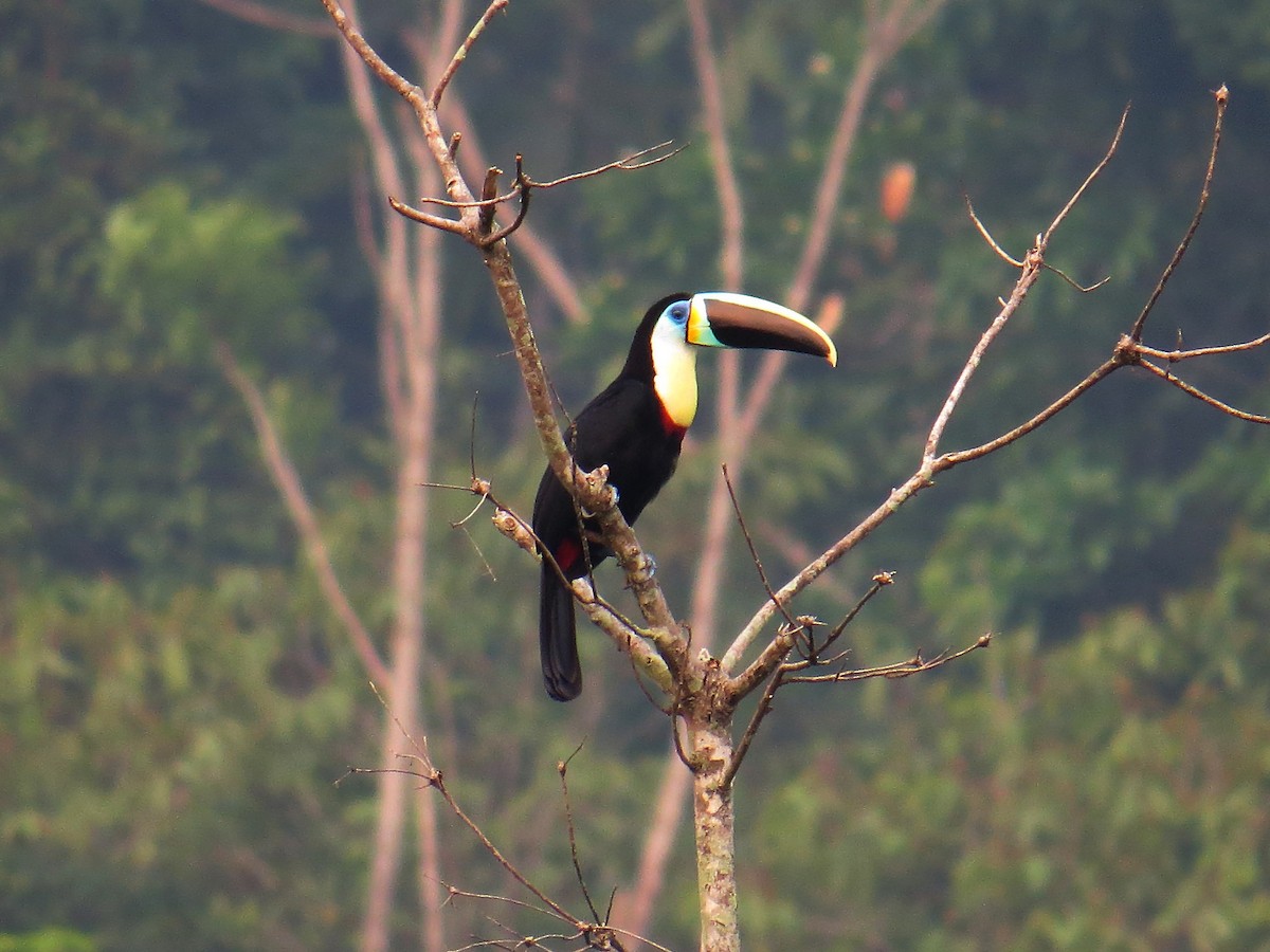 Channel-billed Toucan (Citron-throated) - ML26004761