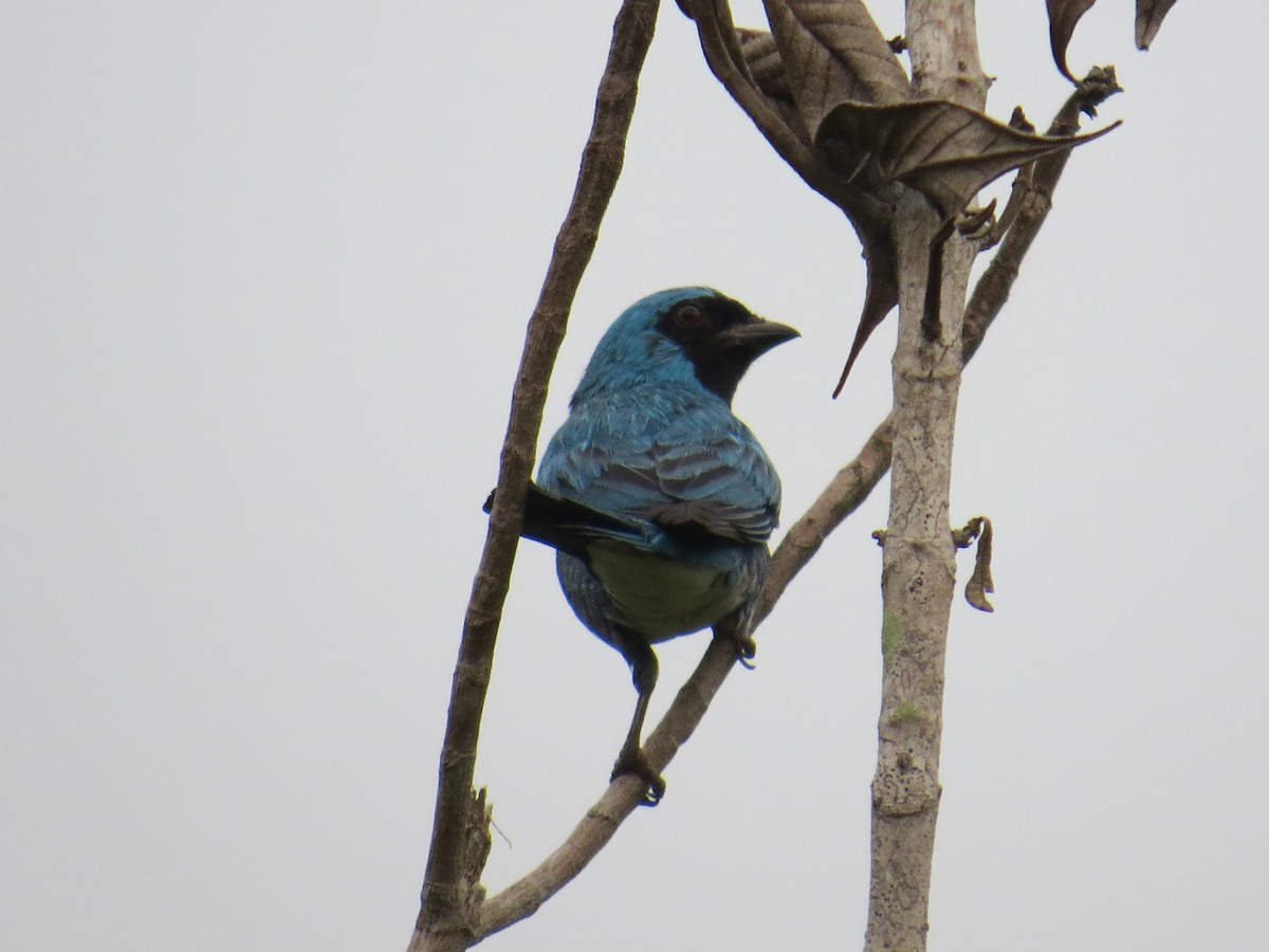 Swallow Tanager - ML26004821