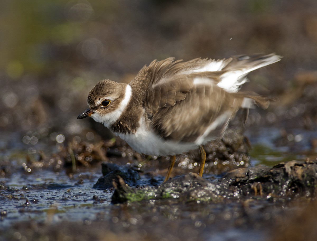 Semipalmated Plover - ML260055371