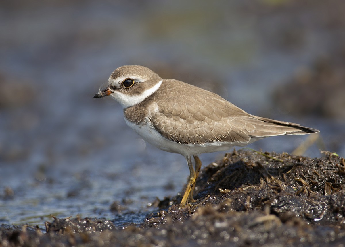 Semipalmated Plover - ML260055381