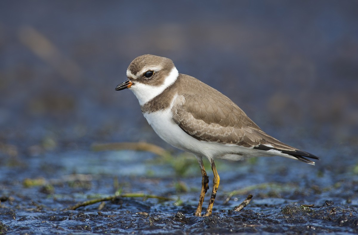 Semipalmated Plover - ML260055391