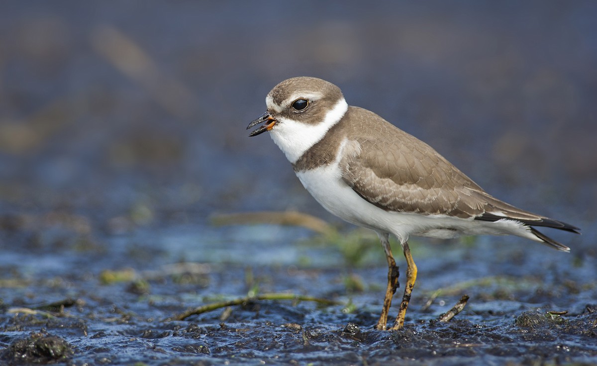 Semipalmated Plover - ML260055401
