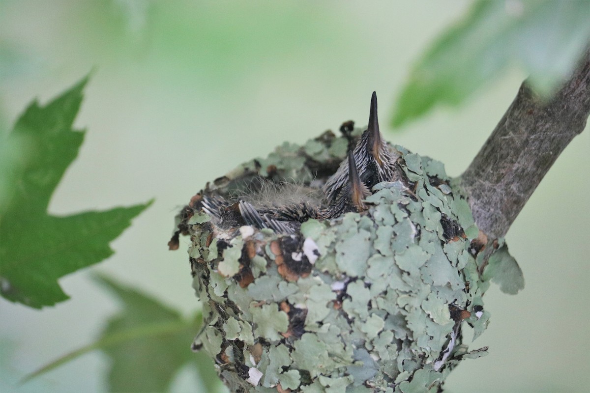 Ruby-throated Hummingbird - Jarvis Shirky