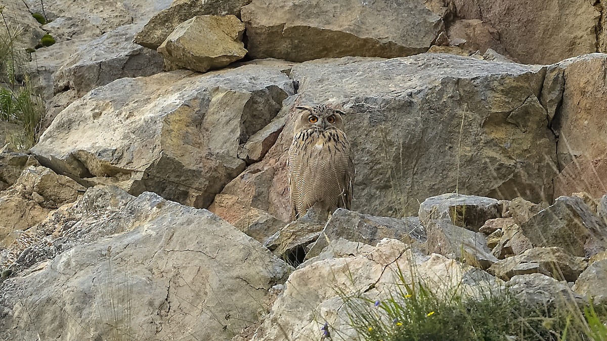 Eurasian Eagle-Owl - xiwen CHEN