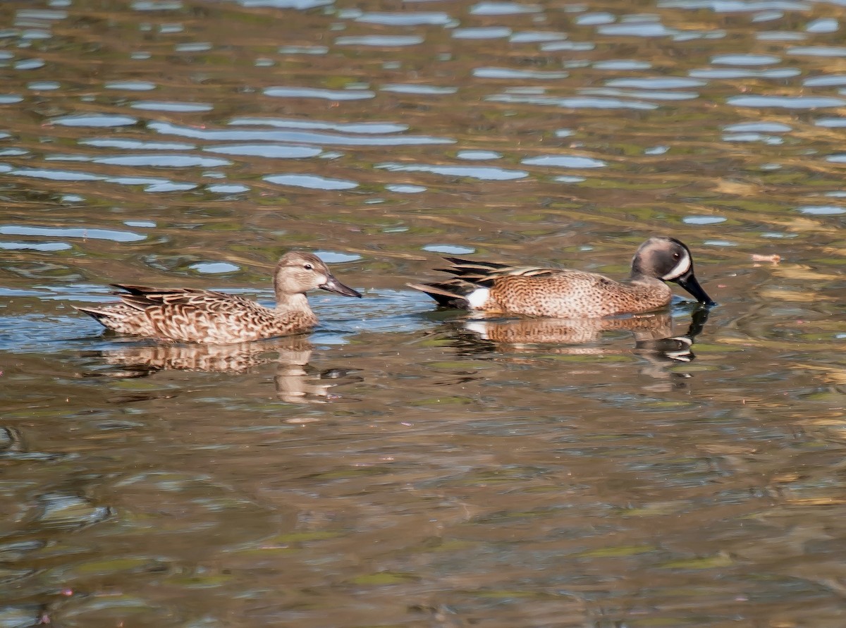 Blue-winged Teal - ML26006341