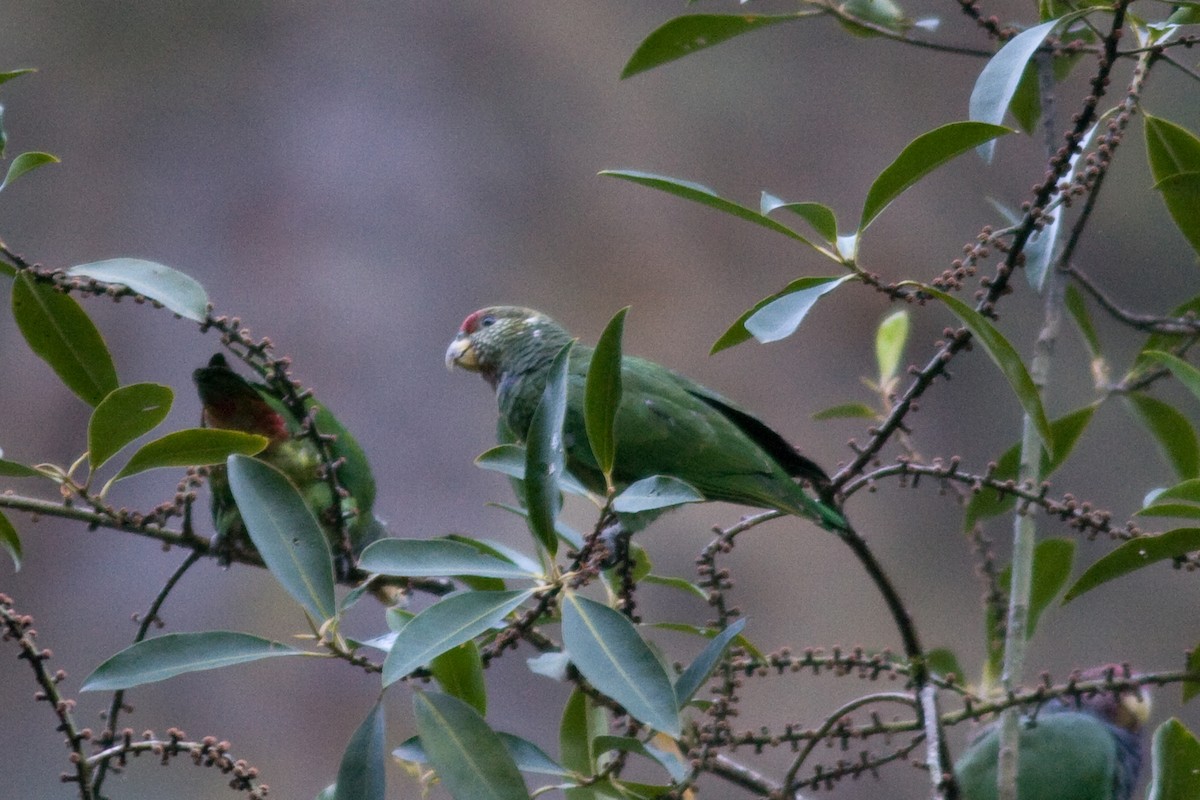 Speckle-faced Parrot (Plum-crowned) - ML260066261