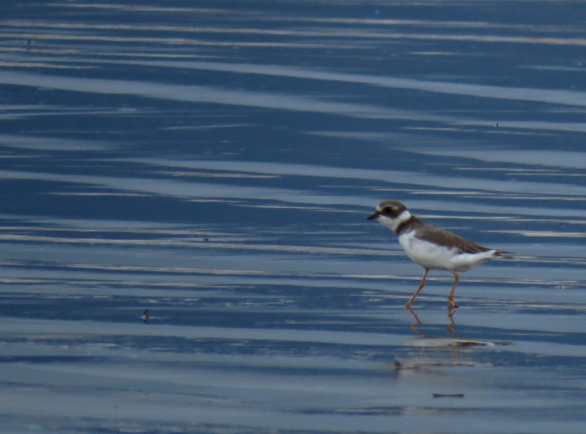 Semipalmated Plover - ML260066941