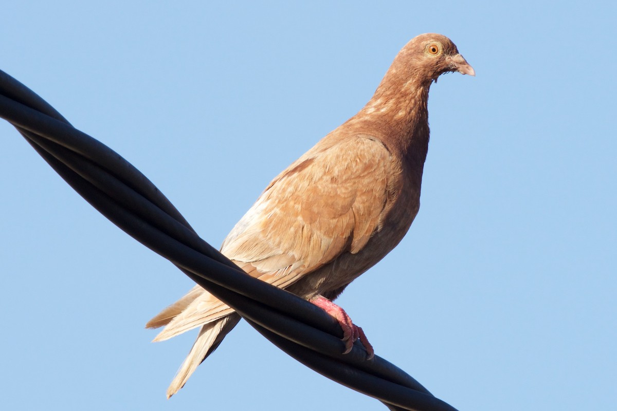 Rock Pigeon (Feral Pigeon) - Alberto Aguiar Álamo