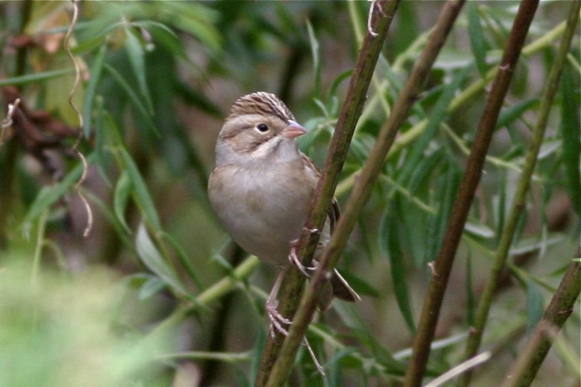Clay-colored Sparrow - Shai Mitra