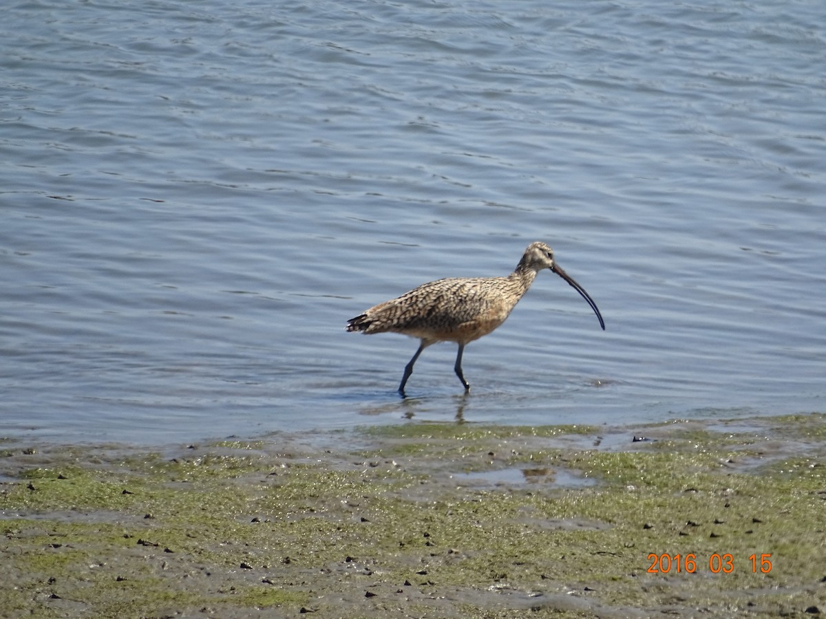 Long-billed Curlew - Wilma Fineberg