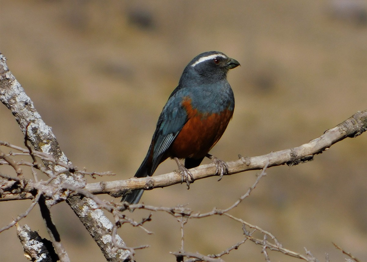 Rufous-bellied Mountain Tanager - ML260079721
