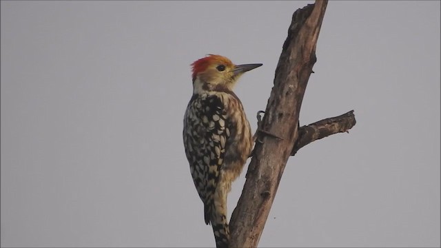 Yellow-crowned Woodpecker - ML260082511